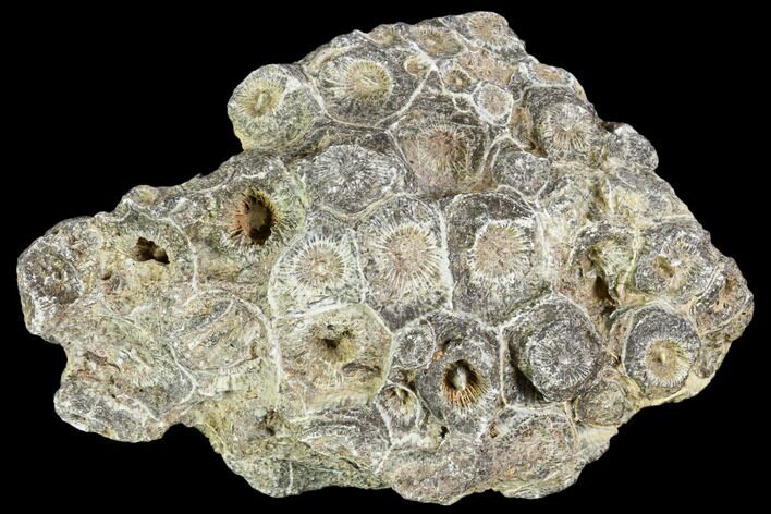Fossil Coral (Actinocyathus) Head - Morocco #105708